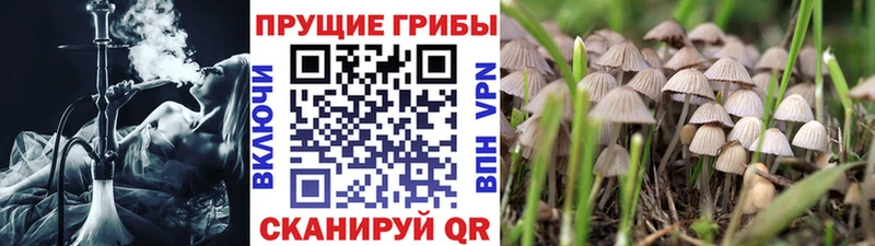 Псилоцибиновые грибы прущие грибы  Белинский 
